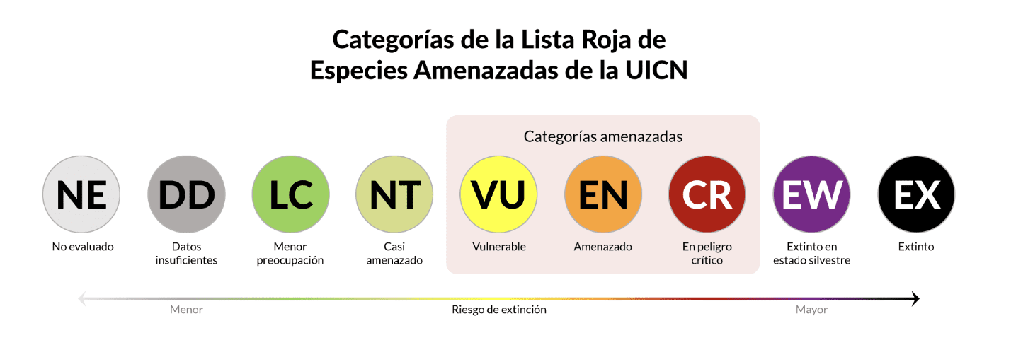 Águila andina adulta en vuelo sobre bosque nublado