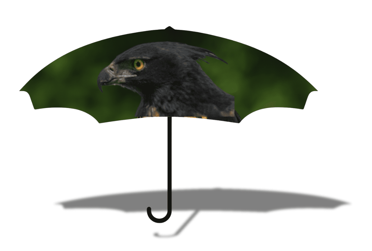 Águila andina en vuelo