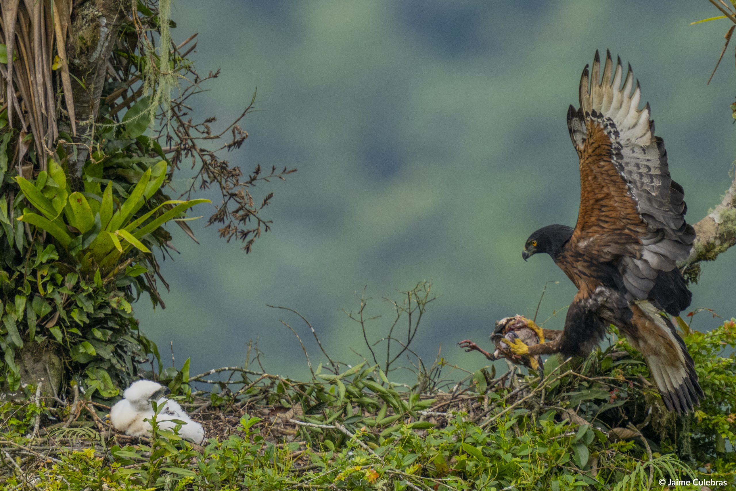 Águila andina en vuelo