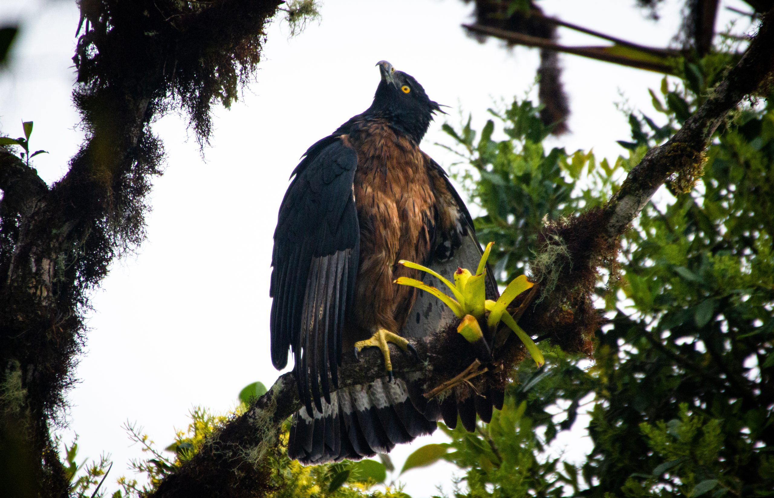 Adulto de águila andina