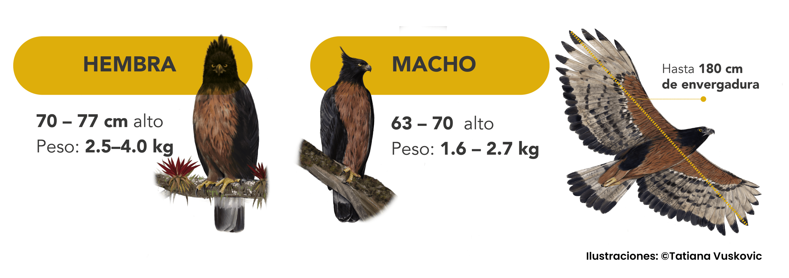 Águila andina posada