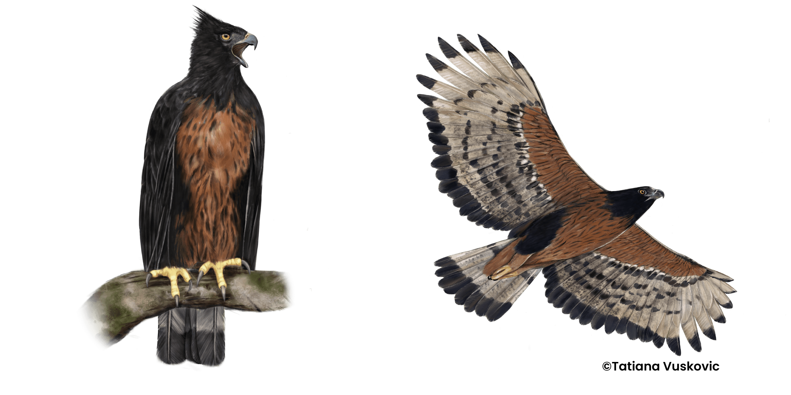 Águila andina en vuelo