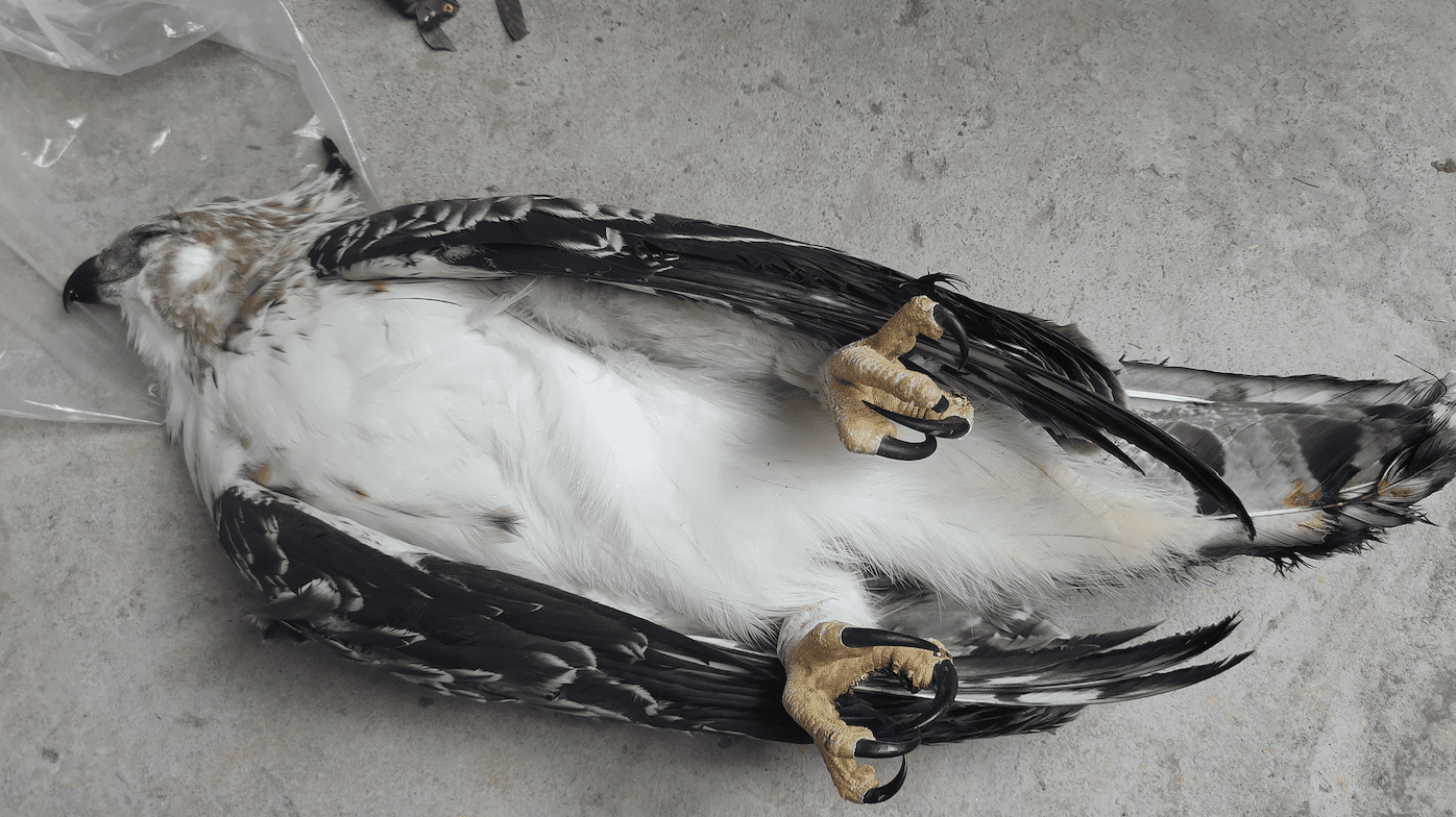 Águila andina en vuelo