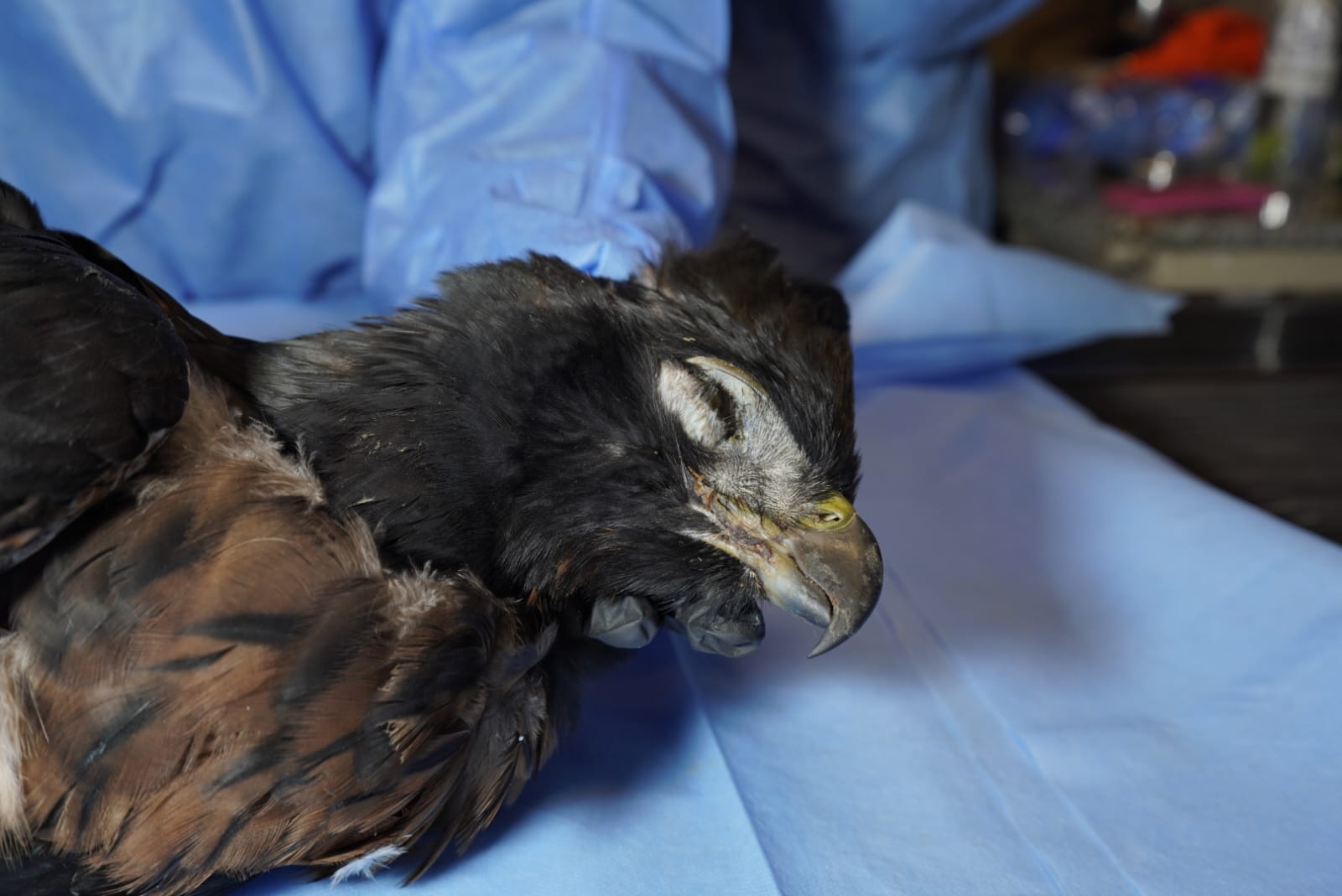 Águila andina en vuelo