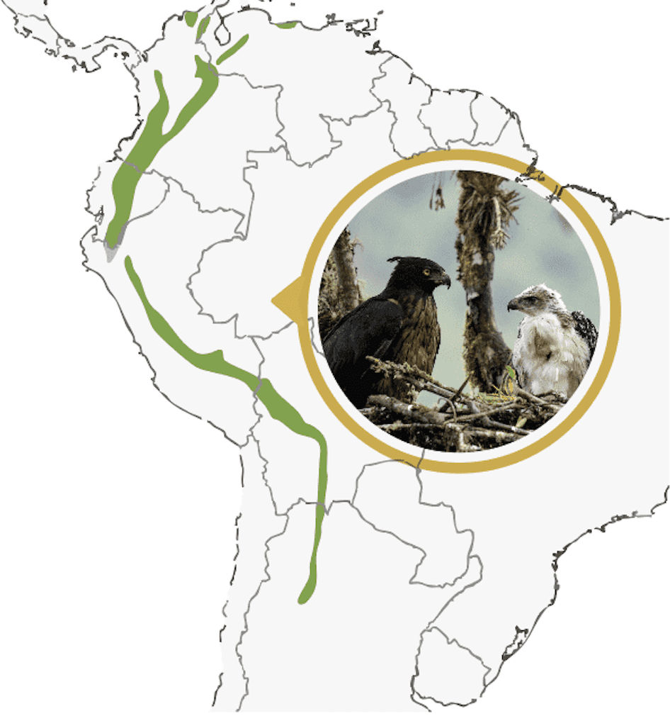 Águila andina adulta en vuelo sobre bosque nublado