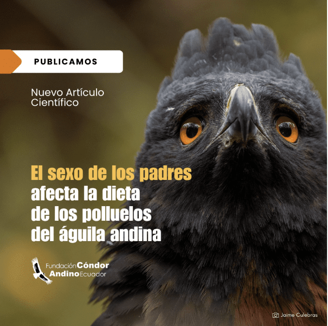 Implicaciones de la dieta de un depredador tope por los conflictos entre gente y fauna en el norte de los Andes